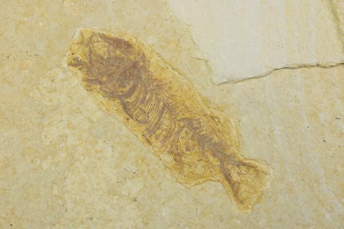 Juvenile Phareodus Fish Fossil - Scarce Species #373883